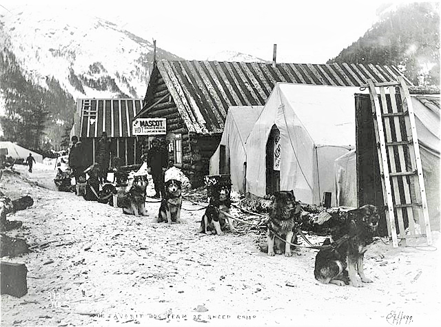 A team of sled dogs ready to bring the gold prospectors to the Klondike.